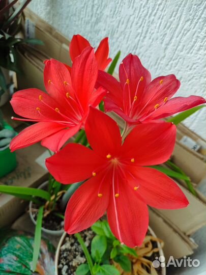 Валлота, луковичное растение