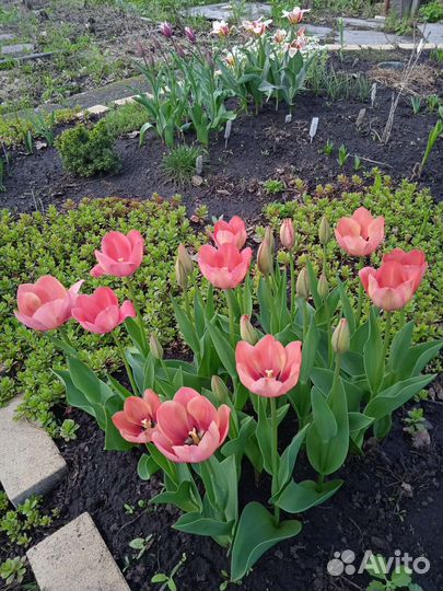 Тюльпаны луковицы