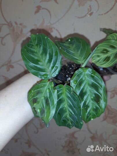 Маранта кэт мусташ и фэнтези