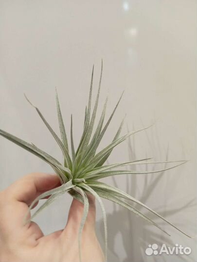 Тилландсия