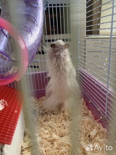 Сирийский хомяк бесплатно