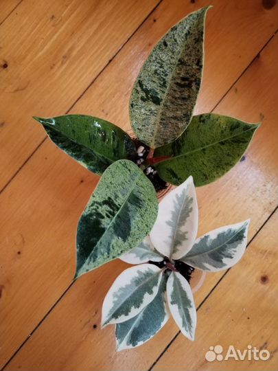 Фикус Мелани вариегатный, Шривериана