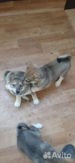 Щенки лайки