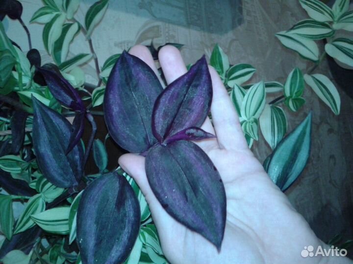 Традесканции,каллизии коллекция 2