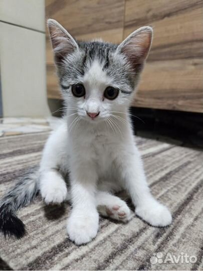 Котята в хорошие руки