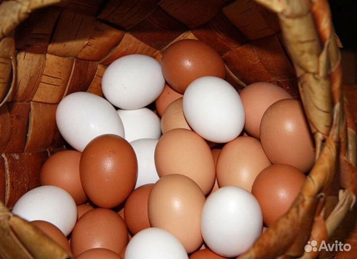 Домашние куриные яйца от молодок
