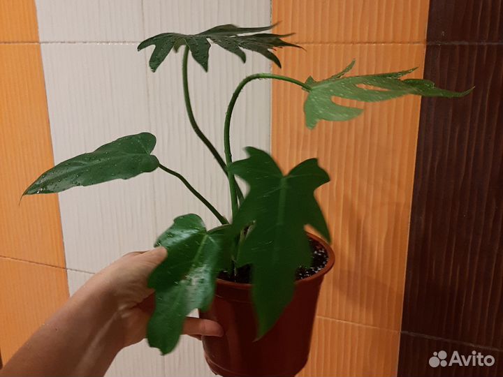 Филодендрон комнатные цветы в Батайске