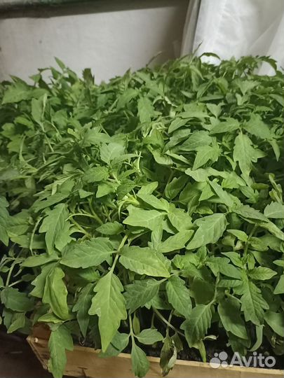 Рассада перца и баклажаны