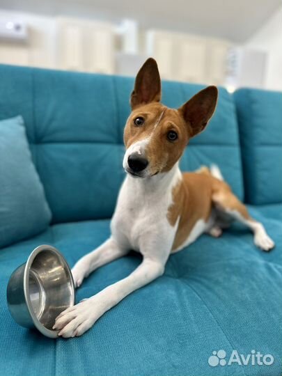 Басенджи вязка