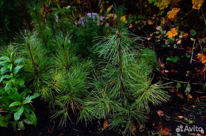 Кедр сибирский