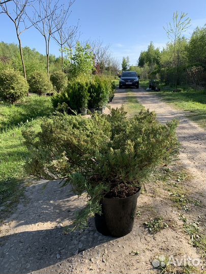 Можжевельник Казацкий
