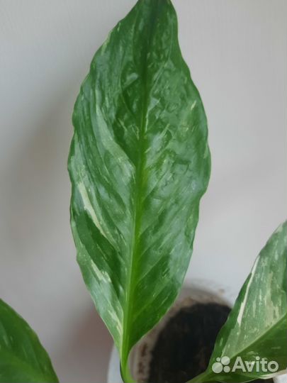 Спатифиллум