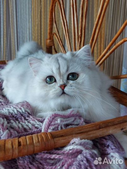 Британская шиншилла