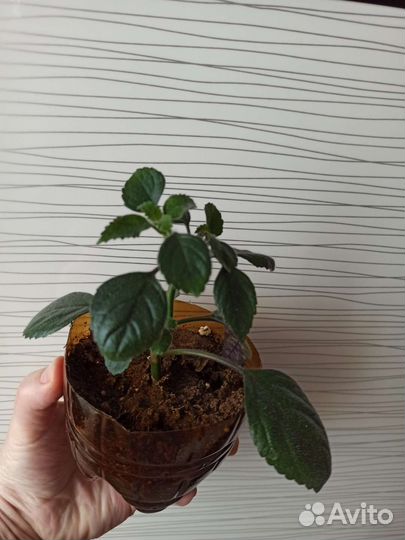 Хатиора и плектрантус-домашняя сирень