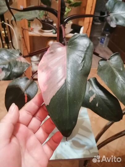 Розовая принцесса