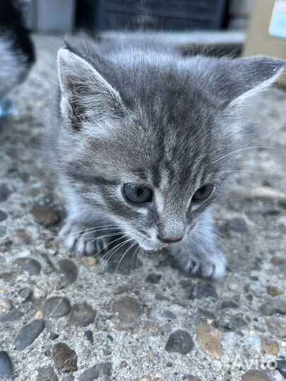 Котята в добрые руки бесплатно