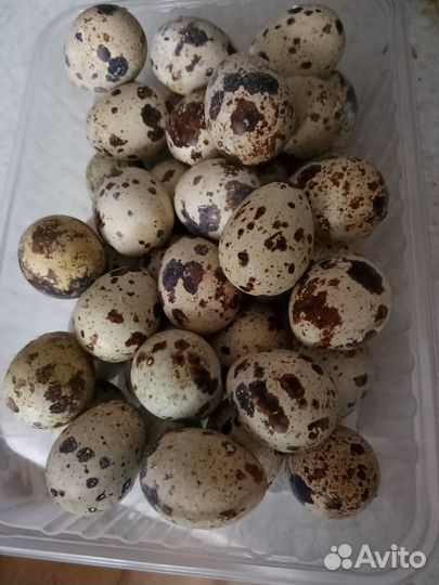 Яйца перепелиные Премиум класса