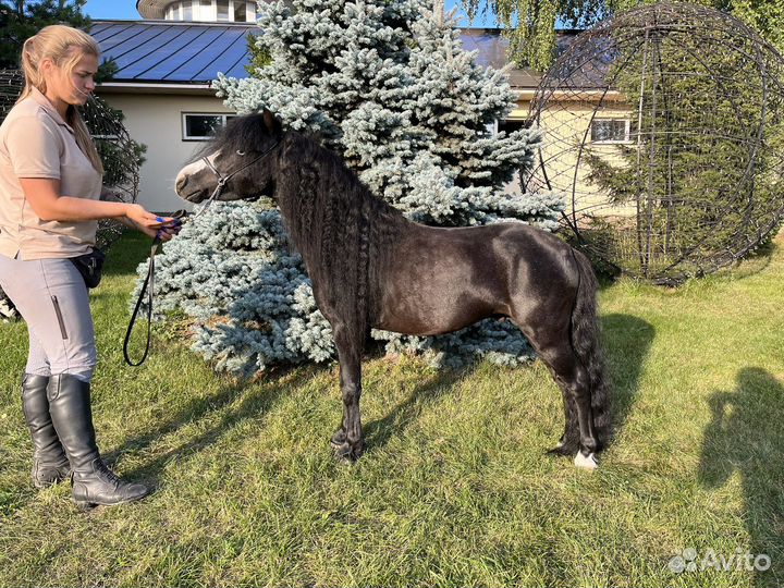 Американская миниатюрная лошадь (мини-пони)