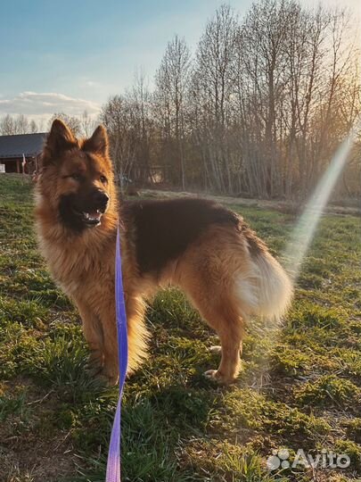 Немецкая овчарка бесплатно