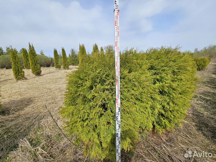 Туи шаровидные