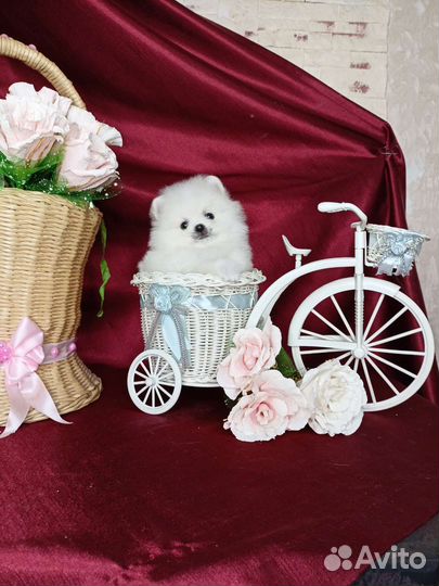 Мини мальчики. С документами