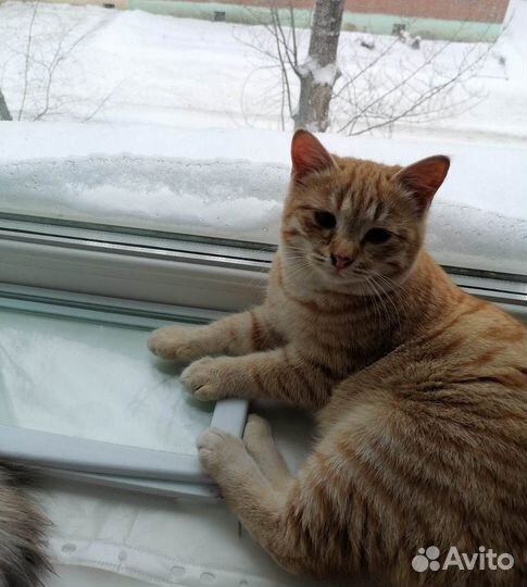 Кошки в добрые руки