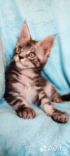 Котята мейн-кун