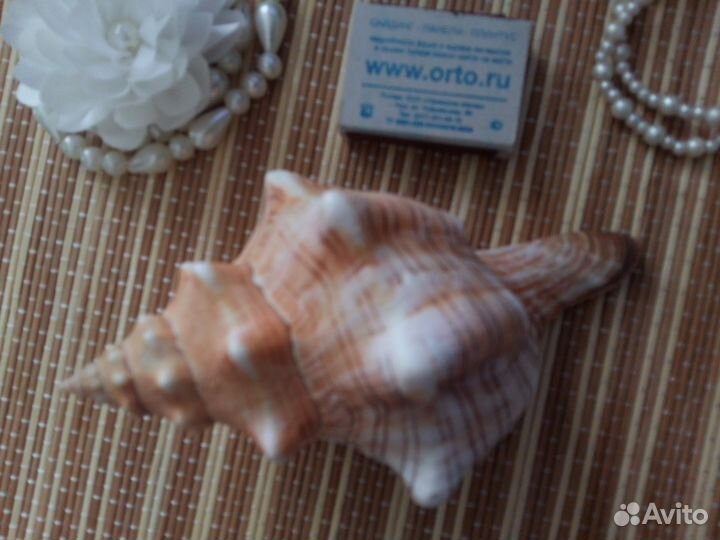 Морские ракушки и камни