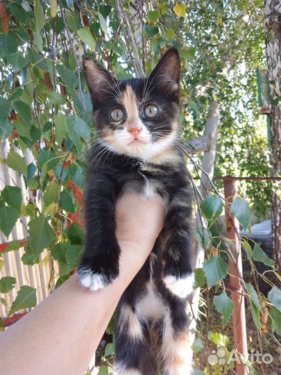 Котенок в добрые руки