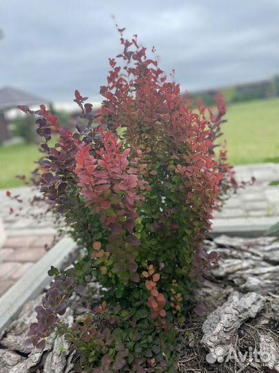 Спирея лапчатка пузыреплодник в р9