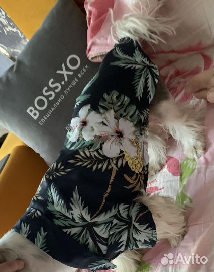 Костюмчик для собаки рубашка