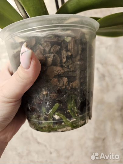 Орхидея биг лип