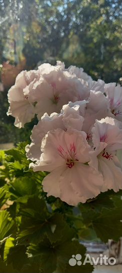 Пеларгония герань Мона Лиза черенок