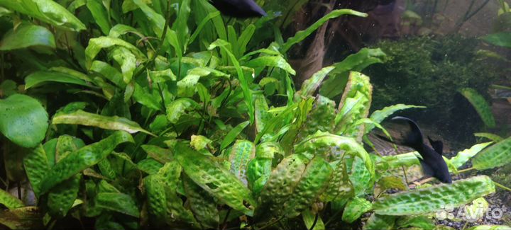 Набор аквариумных растений