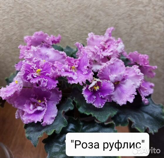 Фиалки сортовые