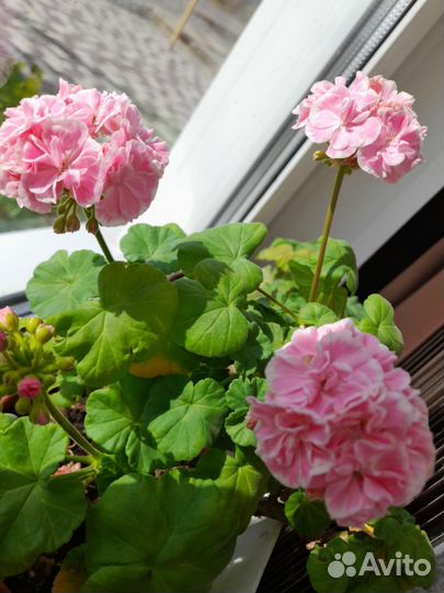 Коллекционные сорта пеларгонии