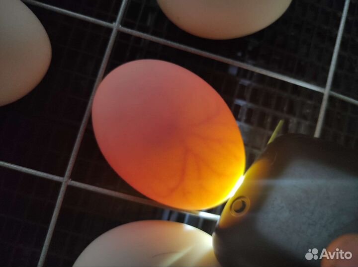 Инкубационное яйцо индоутки (мускусная утка)