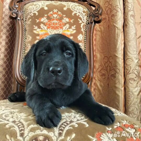 Щенки лабрадора.Рассрочка