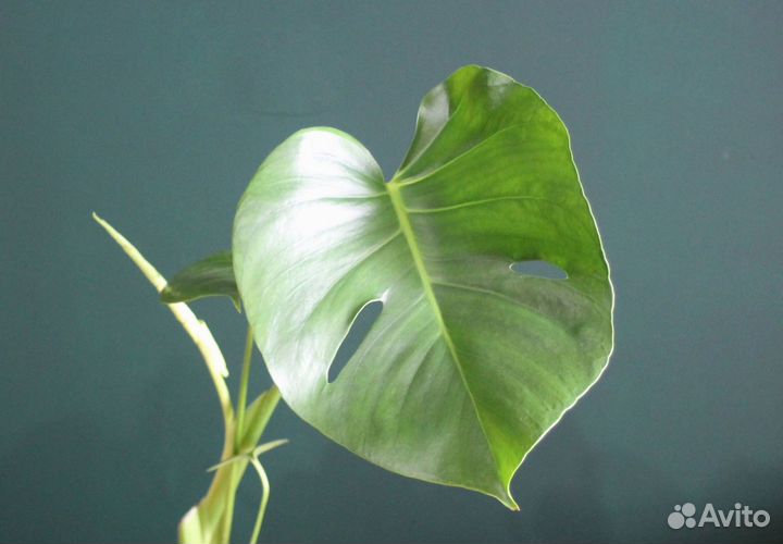 Монстера деликатесная и адансона