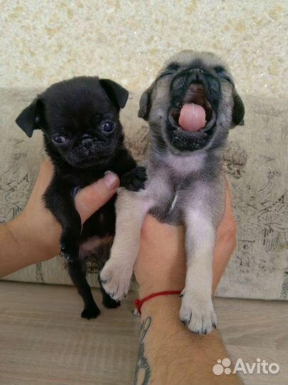 Щенки мопса
