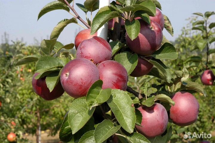 Саженцы яблоня Спартан