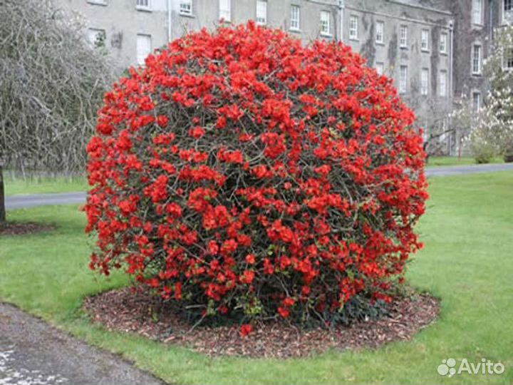 Айва японская средняя Кримсон Энд Голд