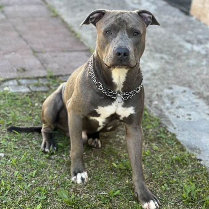 Stafford Amstaff Blueline Kaufen щенки стаффорда Купить недорого