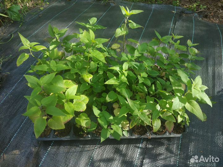 Монарда двойчатая Панорама Микс (Benary)