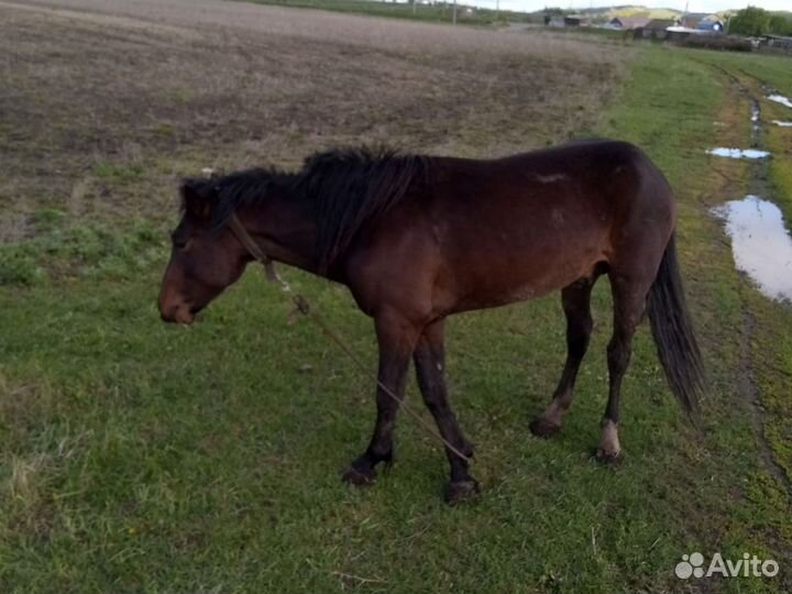 Продажа лошадь жеребец