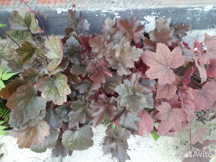 Растения гейхера