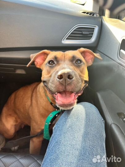 Стаффордширский терьер