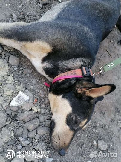 Собака в добрые руки