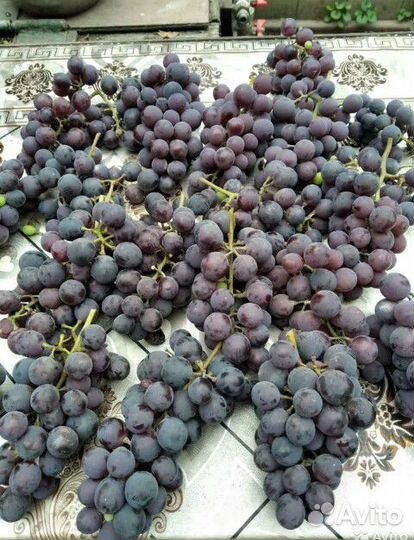 Виноград изабелла
