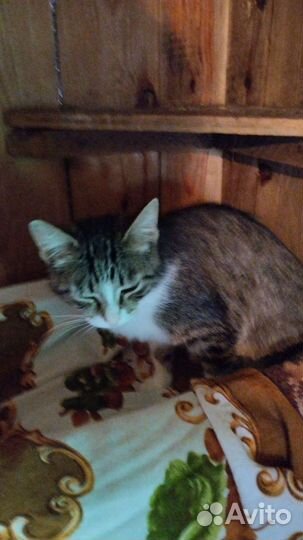 Кошка в дар бесплатно